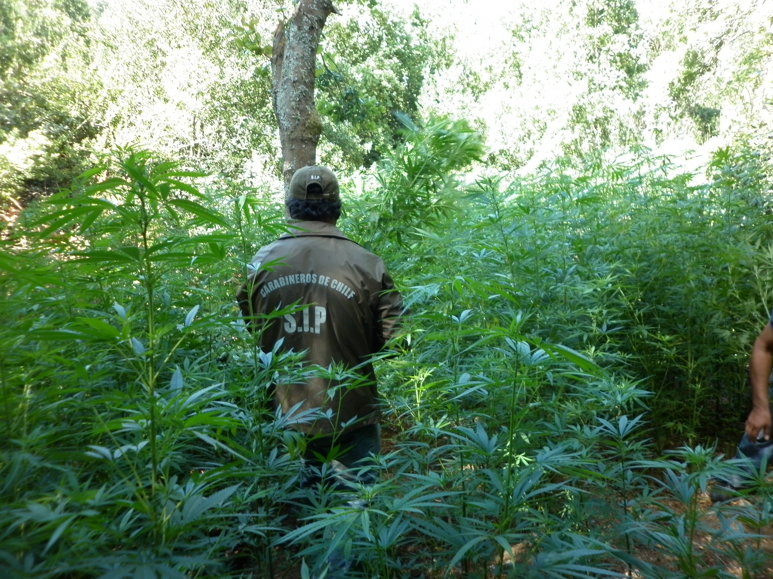 Incautan M S De Plantas De Marihuana Ocultas En Un Canal De Regad O