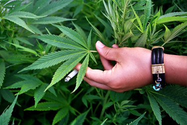 "Lo que queremos es asegurar que las personas puedan consumir cannabis en forma terapéutica", manifestó el diputado Juan Luis Castro.