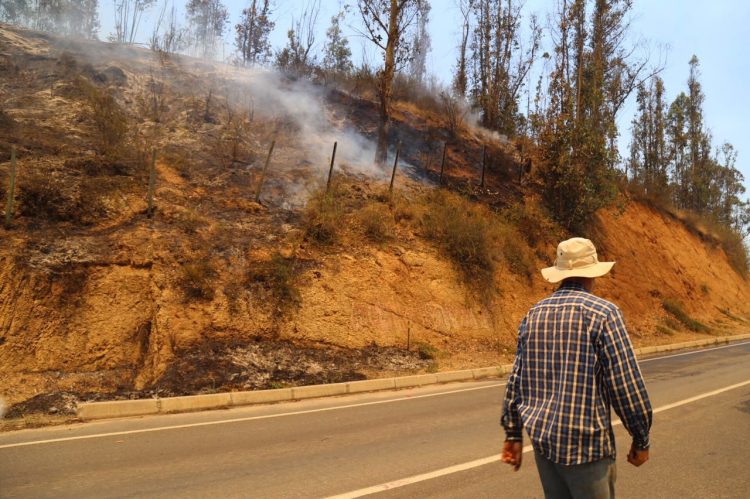 Preocupación En Paredones Incendio Forestal Podría Ser Controlado