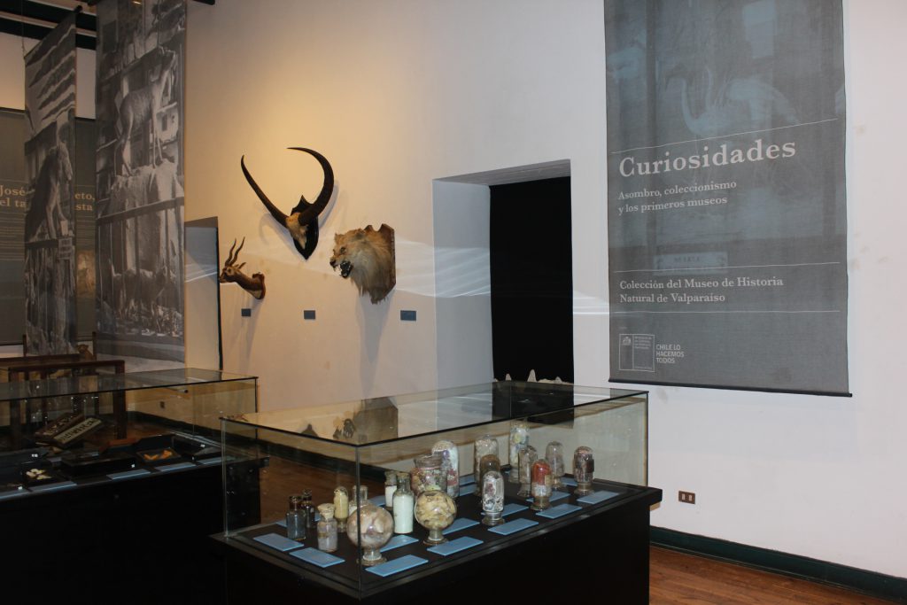 El Tipógrafo » Rancagua Inédita exposición de curiosidades y objetos