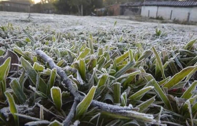 ALERTA AGRICULTORES: Heladas con hasta -3° se esperan para este jueves en O'Higgins