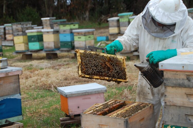Comienza a regir exigencia de aviso previo por uso de plaguicidas peligrosos para abejas