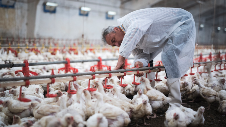 Golpe al sector avícola en O'Higgins: Suspenden exportaciones por influenza aviar
