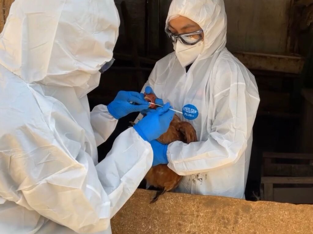 Confirman presencia de influenza aviar H5N1 en Pumanque y Las Cabras