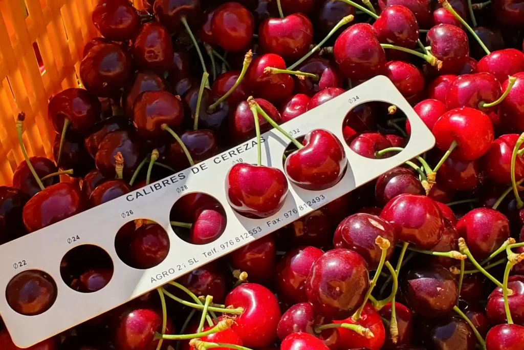 Cerezas chilenas se acercan a cierre de temporada con caída y alerta en O’Higgins