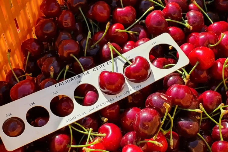 Cerezas chilenas se acercan a cierre de temporada con caída y alerta en O’Higgins