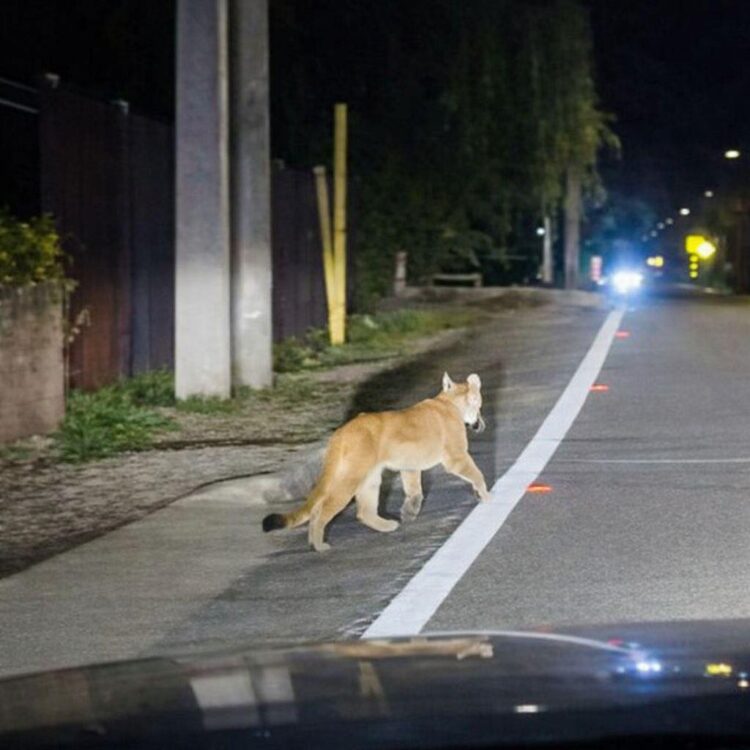 Puma es avistado en sector rural entre Codegua y Mostazal: SAG mantiene monitoreo
