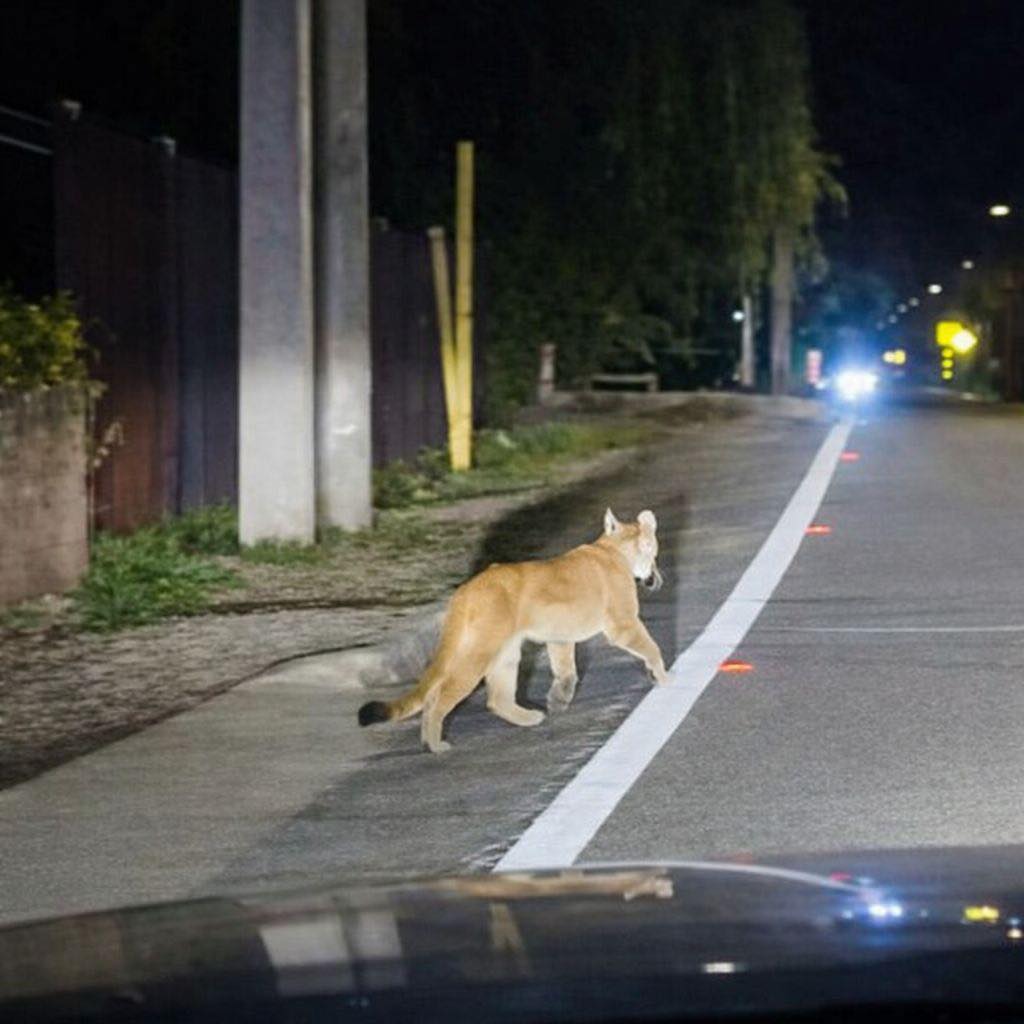 Puma es avistado en sector rural entre Codegua y Mostazal: SAG mantiene monitoreo