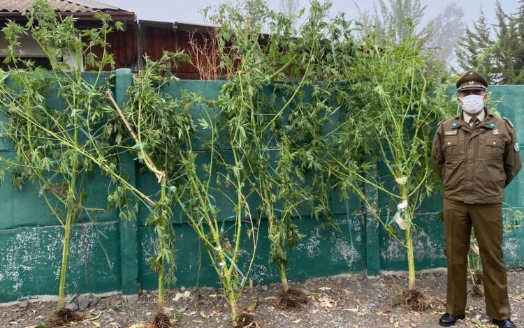 Codegua: Detienen a sujeto por cultivo de marihuana con plantas de hasta 3 metros