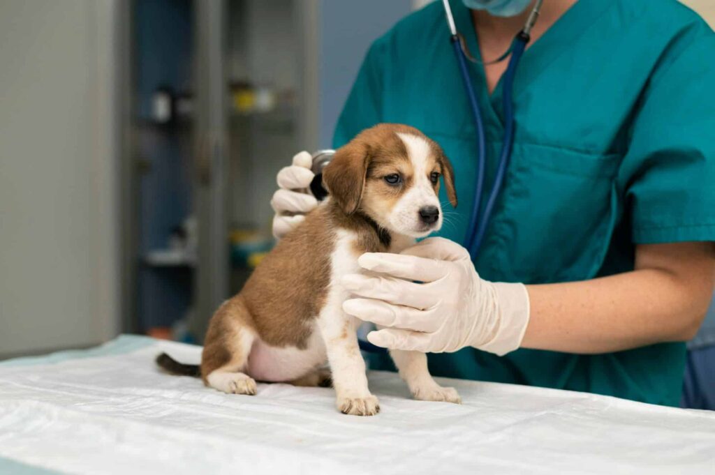 Mascotas de Litueche podrán acceder a microchip gratuito